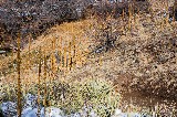 Wild Plants Growing in a Straight Line - Doug Bates